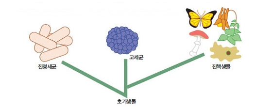 고세균과 진정세균