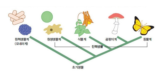 고세균과 진정세균